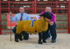 Reserve Overall Champion Lot 44 (Ram Lamb) from GI Richmond Sullom sold for 650 with judge Mable Cueto Muniz_